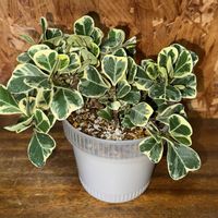 フィカス・スイートハート,観葉植物,植え替え,フィカス属の画像