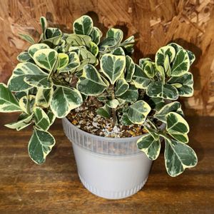 フィカス・スイートハート,観葉植物,植え替え,フィカス属の画像