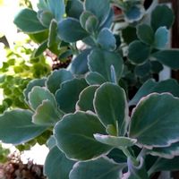 胡蝶の舞,多肉植物,斑入りの葉っぱの画像