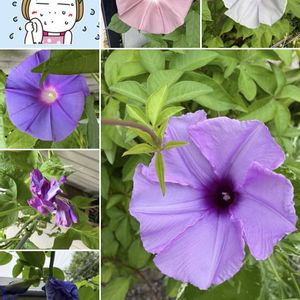朝顔,朝顔団十郎,朝顔 団十郎,朝顔 青紫,朝顔 青紫の画像