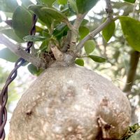 オリヅルラン,ヒドノフィツム パプアナム,四万十猫柳,四万十猫柳,アリ植物の画像