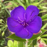 シコンノボタン,癒し,花のある暮らし,雑談,庭の画像