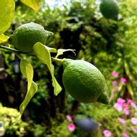 ランタナ,レモン,癒し,植物のある暮らしの画像