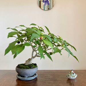 イヌビワ,イヌビワ,盆栽,小品盆栽,ミニ盆栽の画像