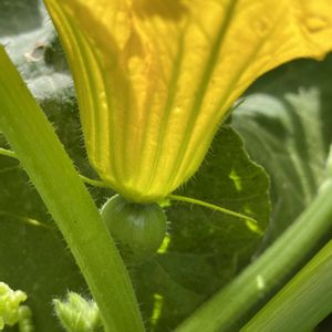 坊ちゃんカボチャ,朝どり野菜,自家製野菜,収穫祭,旬のものの画像