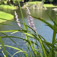 ハス,ハス,ヤブラン,ヤブラン,いねの画像