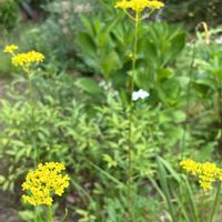 オニユリ,オミナエシ,半日陰の庭,自然のお花,寒冷地の庭の画像