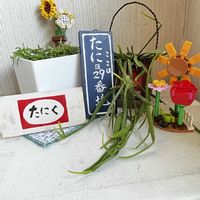 リプサリス 青柳,リプサリス 青柳,リプサリス キルベルギー,リプサリス キルベルギー,seriaキッズブロックの画像