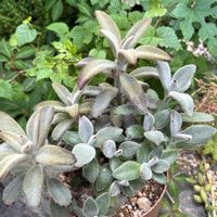 月兎耳,no green no life,多肉のある暮らし,暑さに負けるな,頑張れ夏越しの画像