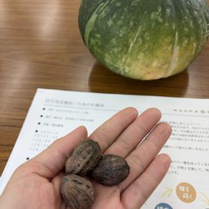 ガーデニング,花のある暮らし,お花大好き♡,家庭菜園,畑の画像