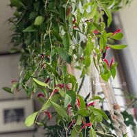 エバーフレッシュ,エバーフレッシュ,エスキナンサス,花のある暮らし,窓辺の画像