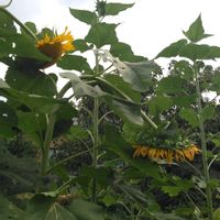 ヒマワリ,成長はとまったのﾖ。,スマホ撮影,今日のお花,今を生きるの画像