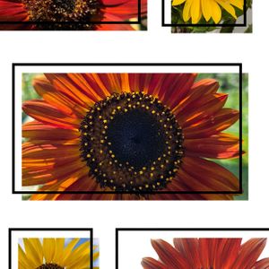 ヒマワリ,向日葵,地植え,今日のお花,向日葵　ひまわり　ヒマワリの画像