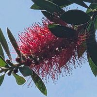 ブラシの木,ブラシの木の画像