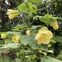 アブチロン,季節の花,花のある暮らし,小さな庭の画像