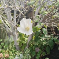 バイカウツギの画像