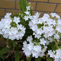 朝顔,朝顔,カラミンサ・ネペタ,カラミンサ・ネペタ,フロックス（白）の画像