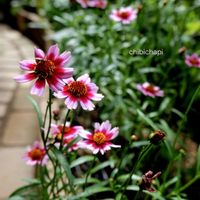 コレオプシス,地植え,ガーデニング,お気に入り♡,花のある暮らしの画像
