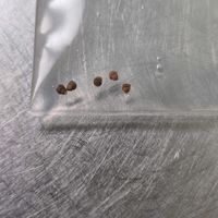 ユーフォルビア ハドラマウチカ,多肉植物,ユーフォルビア,実生,種子から育てるの画像