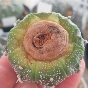 サボテン,兜丸,サボテンの花,多肉植物とサボテン,発根の画像