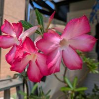 アデニウム アラビカム,ヒネム(緋合歓),絞り咲きカワラナデシコ,アデニウム　ウドムサップ,スカビオサフォーカルスクープダークパープルの画像