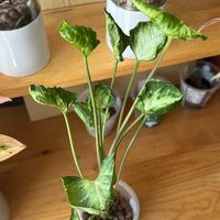 シンゴニウム,シンゴニウム,サトイモ科,観葉植物,ハイドロカルチャーの画像