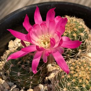 サボテン,紫野,サボテン科,サボテンの花,ピンクの花の画像