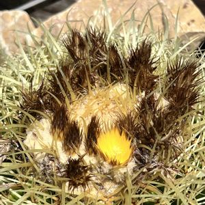 サボテン,サボテンの花の画像