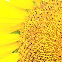 ヒマワリ,向日葵,ひまわり,お花,今日の花の画像