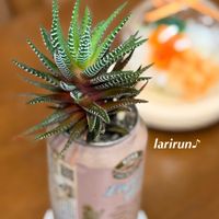 十二の巻,多肉植物,ハオルチア属,タニラー,多肉女子の画像