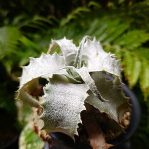 ヘクチア,ヘクチア ラナータ,パイナップル科,珍奇植物,ビザールプランツの画像
