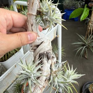 チランジア,エアプランツの画像