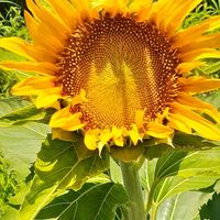 ヒマワリ,ひまわり,黄色の花,いつもの散歩道,今日のお花の画像