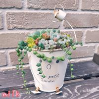 グリーンネックレス,オーロラ,ラウリンゼ,コーラルカーペット,ルベンスリザードの画像