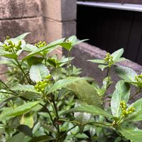 センリョウの画像