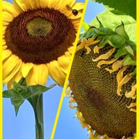 トルコキキョウ,ヒマワリ,ミニトマト,ひまつり,ミョウガの画像