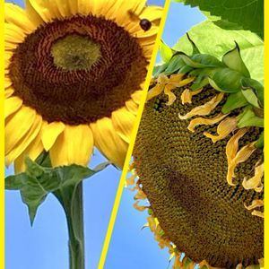 トルコキキョウ,ヒマワリ,ミニトマト,ひまつり,ミョウガの画像