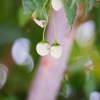 エゴノキ,エゴノキの実,かわいい,仲良しの画像