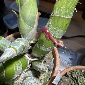 花芽,珍奇植物,植物のある暮らし,ビザールプランツ,植中毒の画像