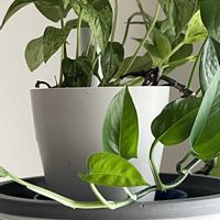 ポトス,葉っぱ好き,観葉植物がスキ,観葉植物を楽しむ,観葉植物のある暮らしの画像