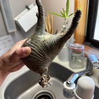 パキポディウム・グラキリス,多肉植物,塊根植物の画像