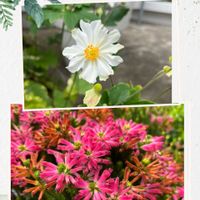 エリカ,シュウメイギク,お出掛け途中,近所のSC花壇の画像