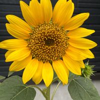 ヒマワリ,向日葵,プランター,娘の家の,※今日のお花の画像