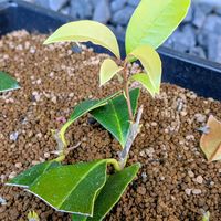 キンモクセイ,盆栽,ミニ盆栽,盆栽苗木,まめ盆栽の画像