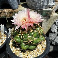 サボテン,象牙丸,ドライガーデン,コリファンタ 象牙丸の画像