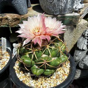 サボテン,象牙丸,ドライガーデン,コリファンタ 象牙丸の画像