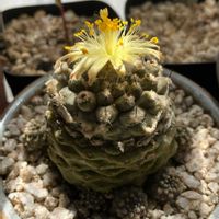 サボテン,コピアポア ヒポガエア,多肉植物,コピアポアの画像