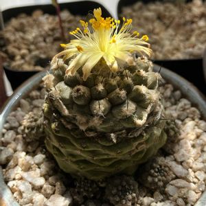 サボテン,コピアポア ヒポガエア,多肉植物,コピアポアの画像