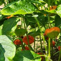 ホオズキ,オクラの花,ふうせんかずらの画像
