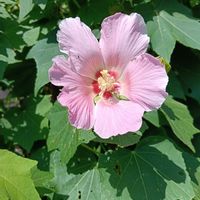 フヨウの画像